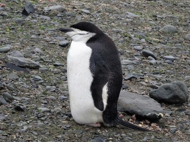 Chinstrap penguin