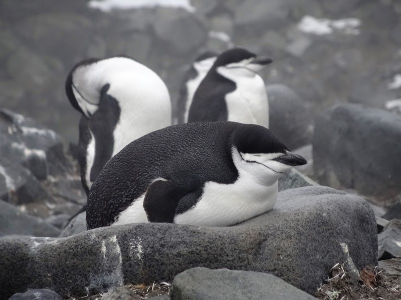 Chinstrap penguins