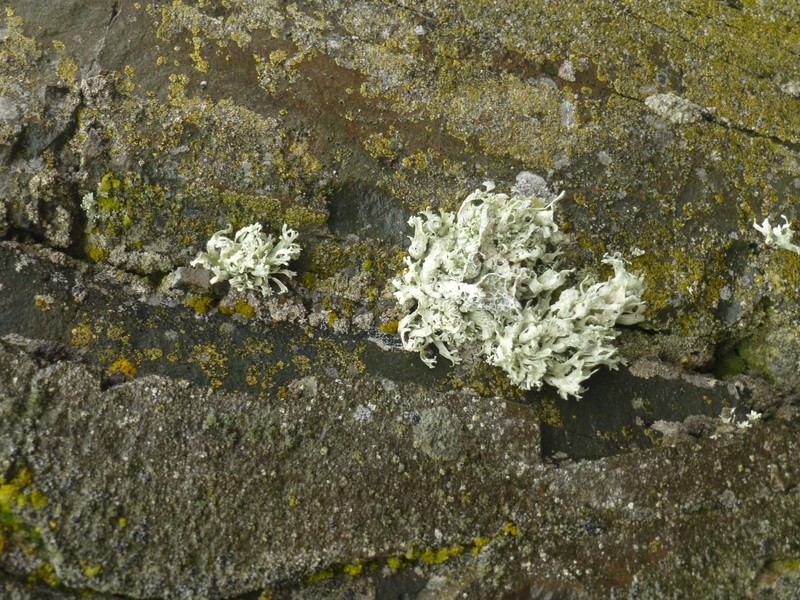 Lichen at half moon bay