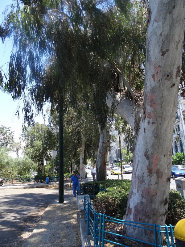Eucalyptus tree in Piraeus
