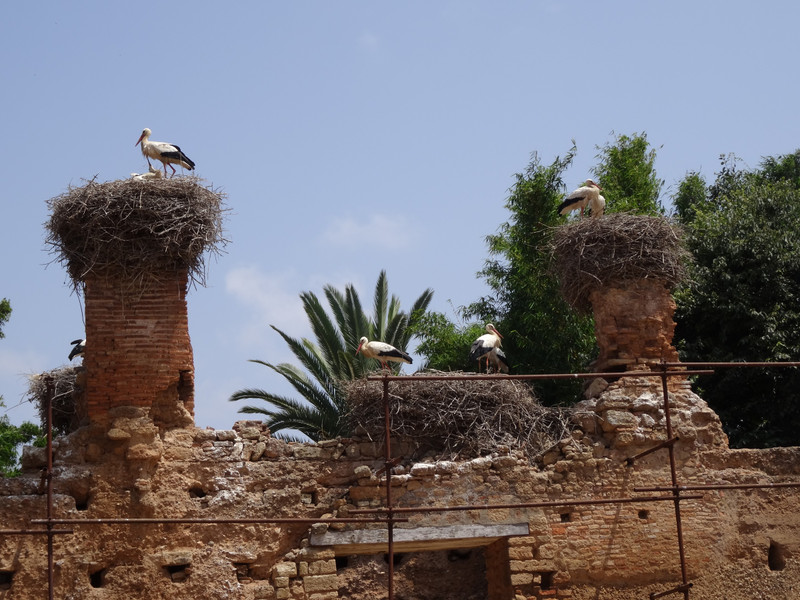 Storks in residence