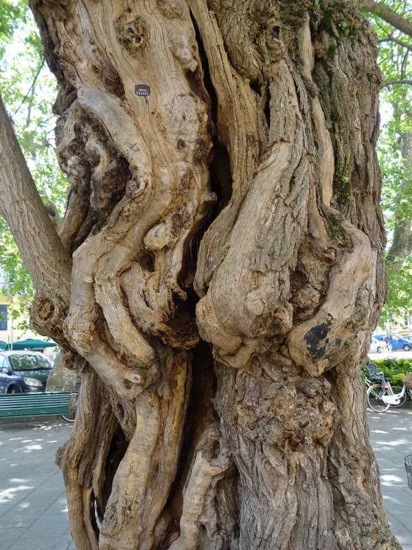 Gnarled tree trunk