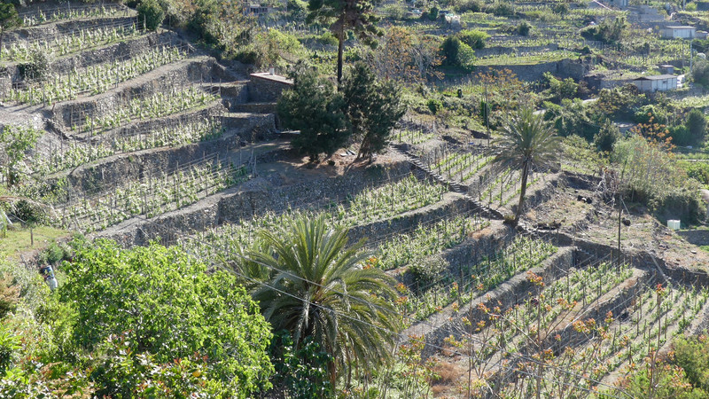 Terraced vineyards