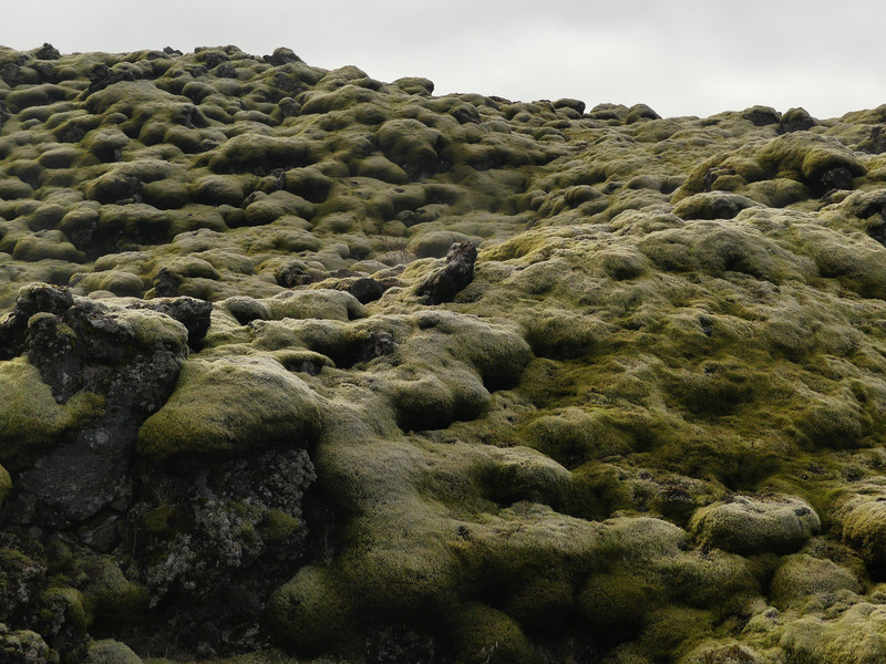 Moss covering lava