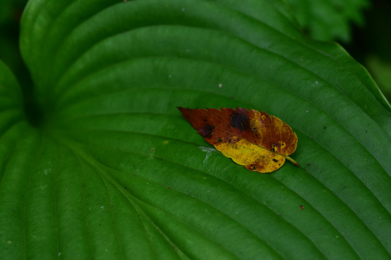 Nikko Botanical Garden.