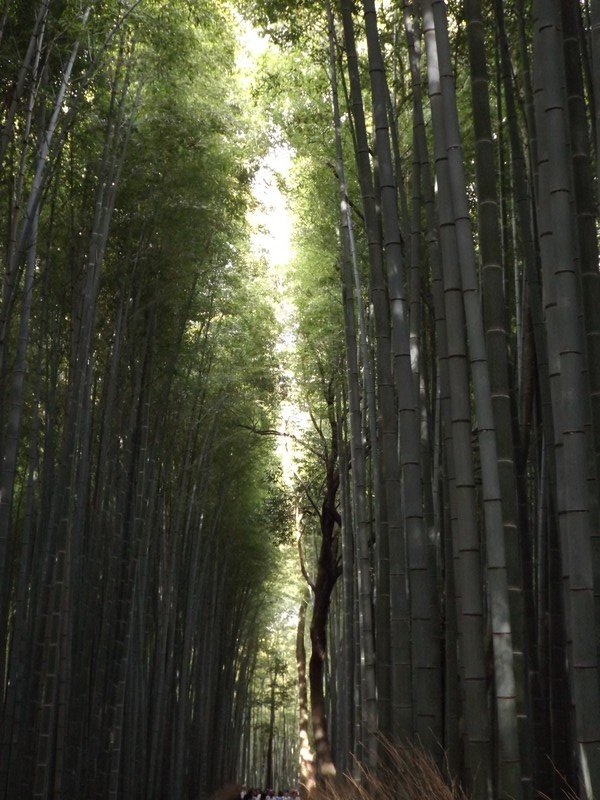 Las bambusowy.
