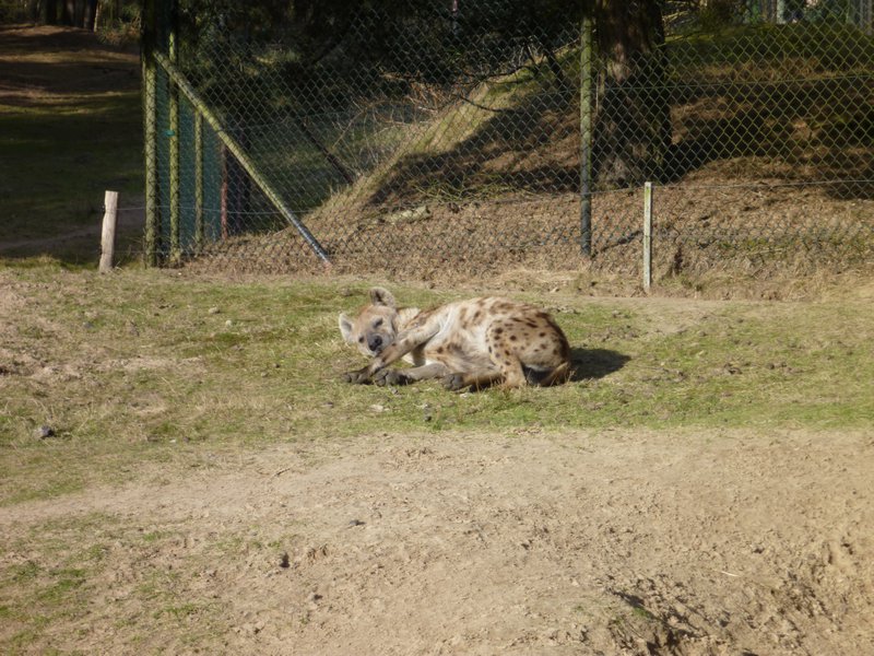 Hyena - swear this one is like three times the size of the ones I saw in Africa...