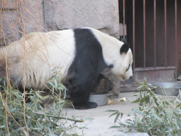 The Beijing Zoo