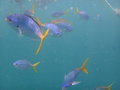 Snorkeling at the Reef