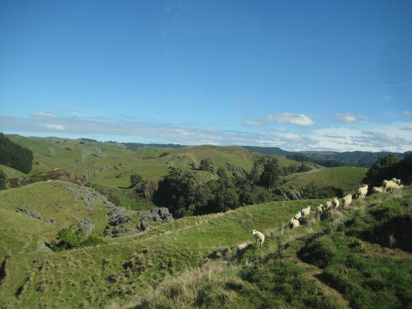 Drive to Waitomo caves