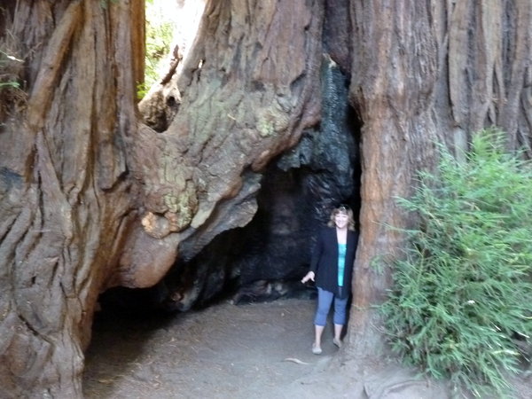Janel inside a Redwood Tree