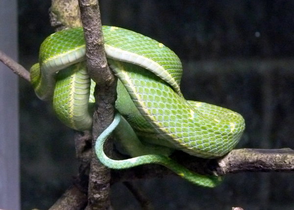 venomous Snake