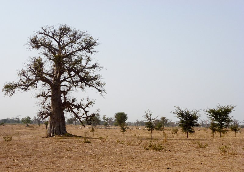 It's a baobab tree!!