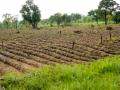 Cassava fields