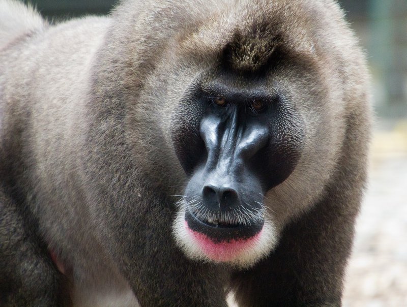 Alpha monkey, Calabar