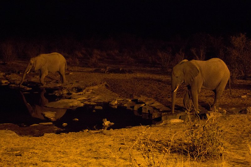 Two male elephants at the water hole