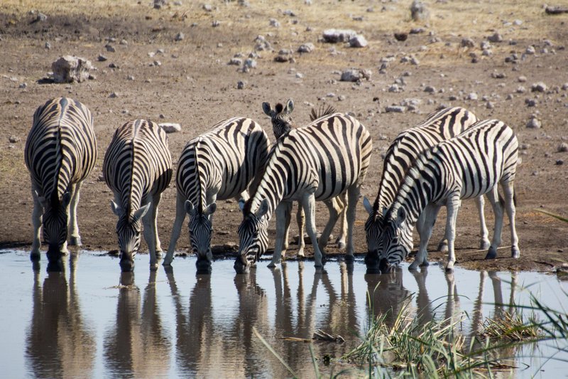 Zebras at the water hole