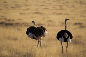 Scary ostriches