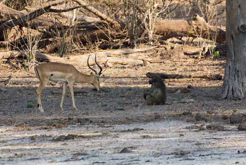 springbok chatting to a baboon