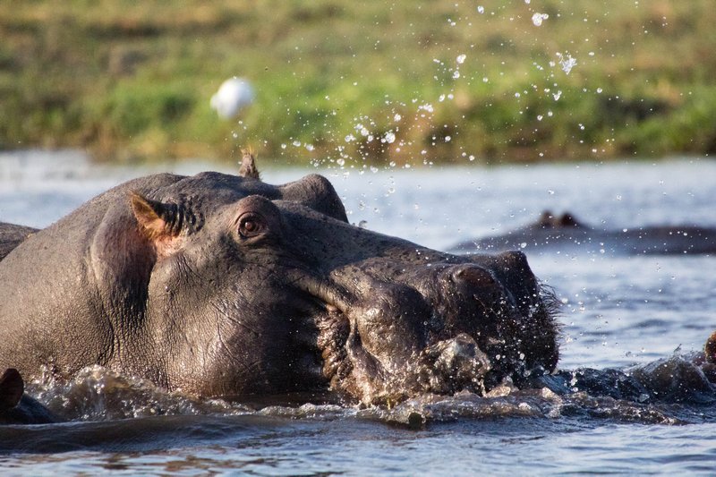 Mating hippos!