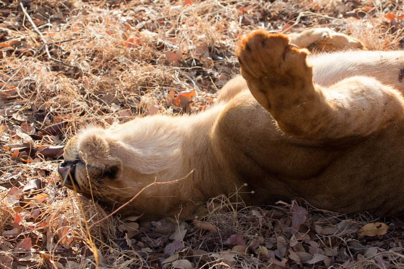 Playful lion cub