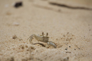 sand crab, Prison Island