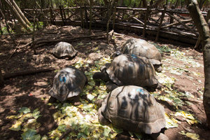 Prison Island tortoises