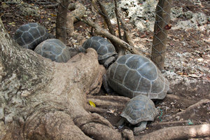 Juvenile tortoises