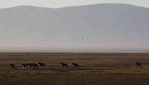 Wildebeest on the move