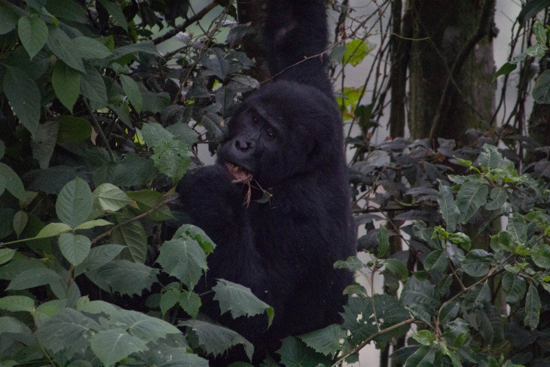 My first gorilla!