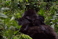 One month old gorilla with mum
