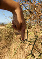 Acacia thorns
