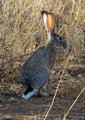 African hare