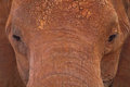 'red' elephant, Tsavo East NP