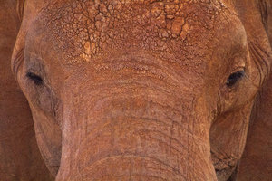 'red' elephant, Tsavo East NP