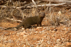 Banded mongoose, Tsavo East NP
