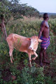 The cow gifted to the 'jumper' from his family