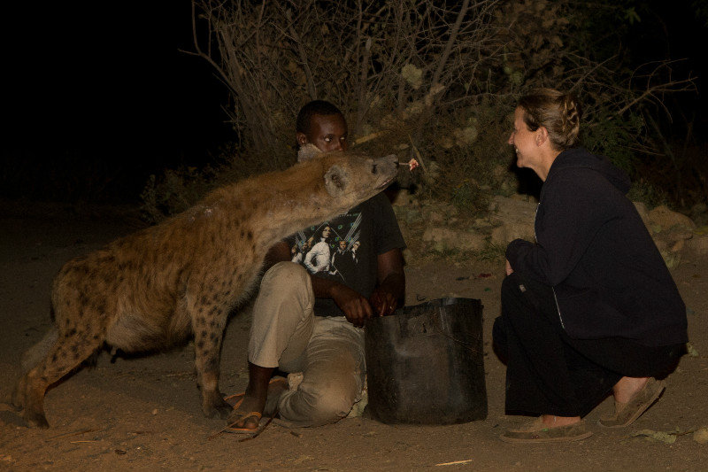 I never thought I'd be this close to a hyena