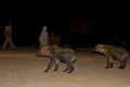 Hyenas and locals