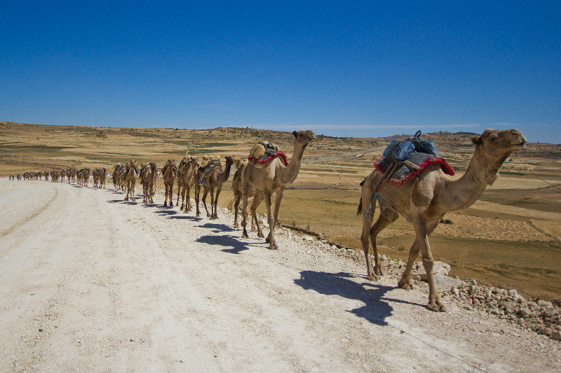 A camel train!