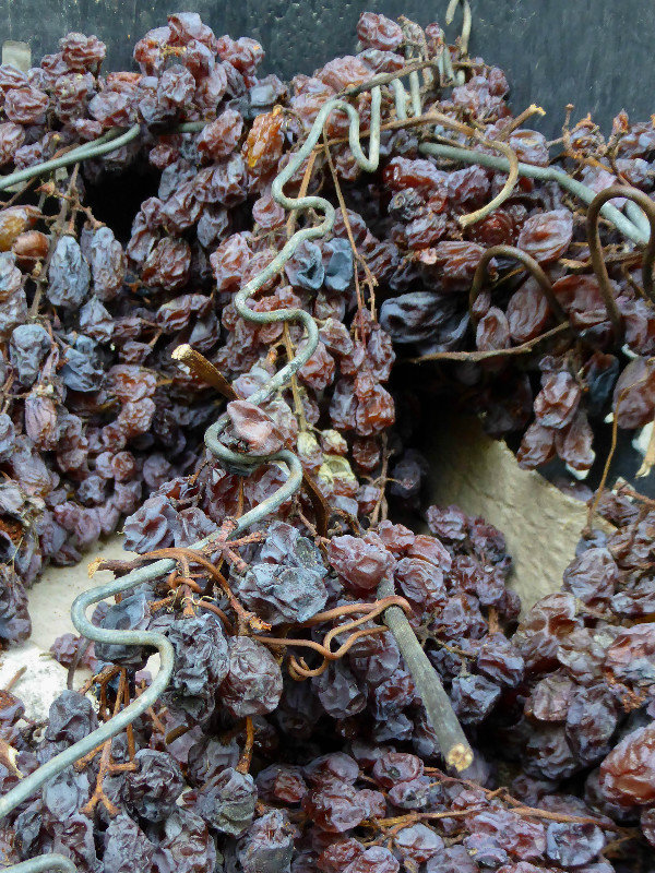 Grapes drying in the sun