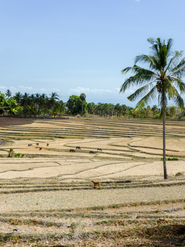 Dry rice paddies and grazing buffalo