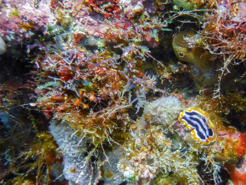 Nudibranch, Atauro Island