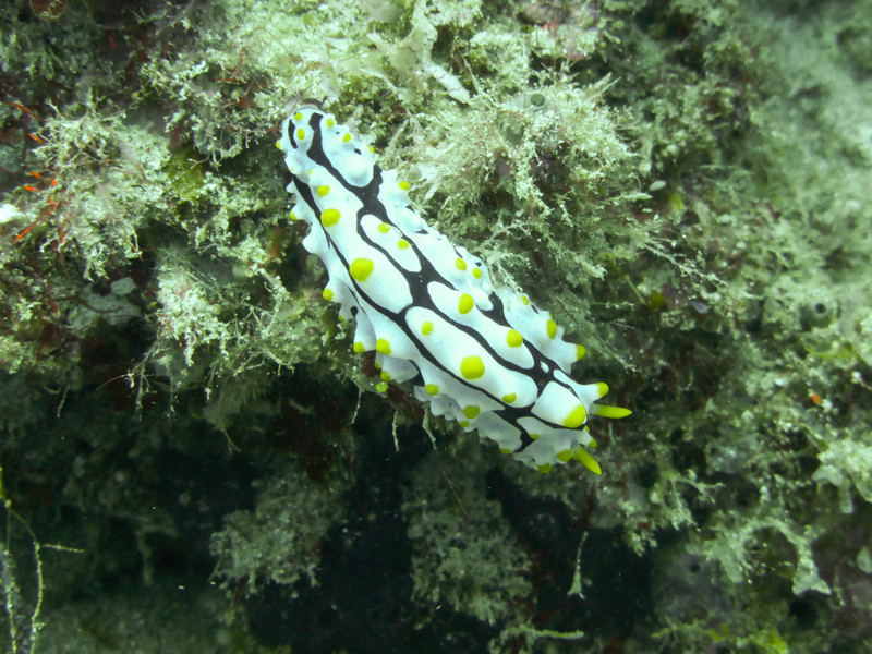Do I have a thing for nudibranches all of a sudden?