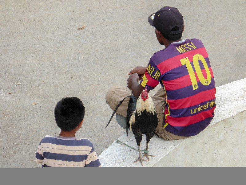 Cock fighting is big in Timor Leste. Here, they wait for an opponent