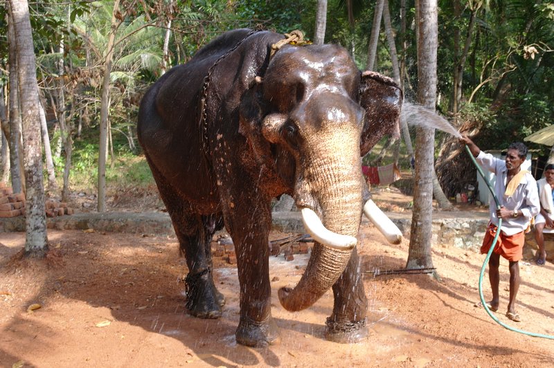 A big temple elephant