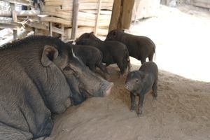 Pigs in Laos Village