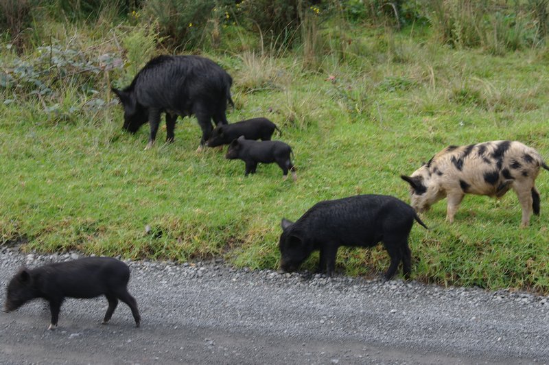 Pigs in the Coromandel