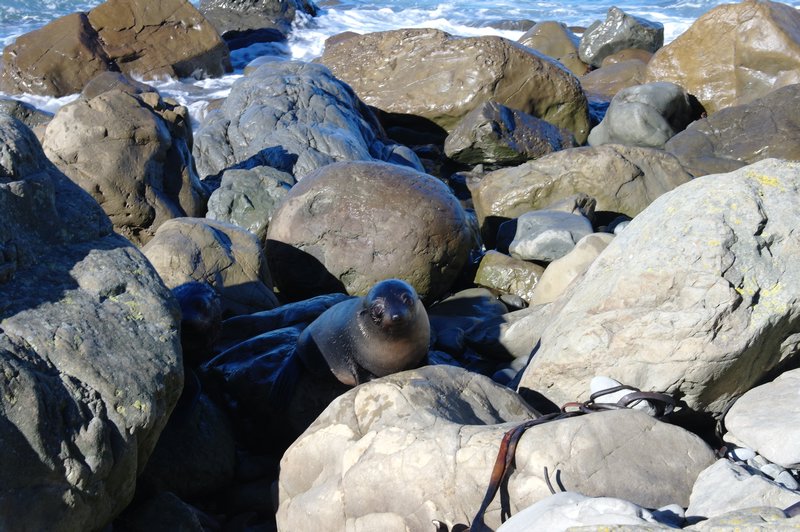 Mother Seals (2)