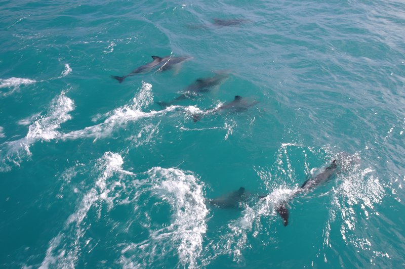 Dusky Dolphins (6)